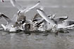 Gulls fighting over food (the flock alson include black-headed and common gulls) 