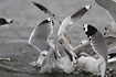 Common gulls fighting over food