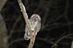 Tawny owl by night