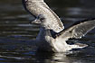 Bathing young herring gull