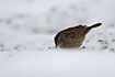 Dunnock searching for food in the snow