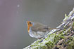 Robin in snowy weather