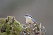 Wood nuthatch in snowy weather