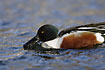 A shoveler eats by filtering the surface water with its special beak
