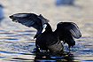 Coot flapping its wings