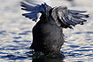 Coot flapping its wings