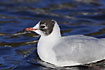 Black-headed gull moulting into summer plumage