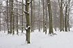 Beech forest during snowfall