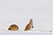 Grey partridges seeking food on a snowcovered field