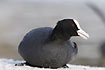 Resting coot