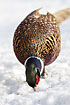 Male pheasant searching for food in the snow