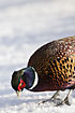 Male pheasant searching for food in the snow