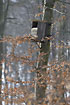Nestbox for tawny owl