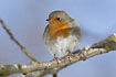 Photo ofEuropean Robin (Erithacus rubecula). Photographer: 