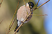 Photo ofBullfinch (Pyrrhula pyrrhula). Photographer: 