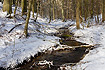 Winter by a small forest stream