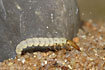 The caddisfly larvae Wormaldia occipitalis (studio photo)