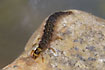 A caseless caddis larvae of the genus Rhyacophila (studio photo)