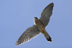 Foto af Trnfalk (Falco tinnunculus). Fotograf: 