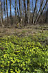 Alder swamp with flowering Alternate-leaved Golden-saxifrage