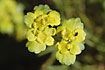 Flowering Alternate-leaved Golden-saxifrage