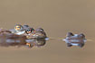 Mating common frogs