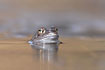 Common Frog with its head above water