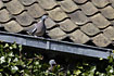 An urban breeding pair of Wood Pigeon