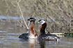 Pair of Red-necked Grebes
