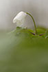 Foto af Hvid Anemone (Anemone nemorosa). Fotograf: 