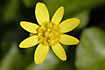 Flower of a Lesser Celandine