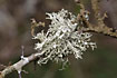 The lichen Wrinkled Evernia on a branch of Blackthorn (Prunus spinosa)