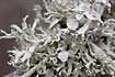 Close-up of the lichen called Wrinkled Evernia