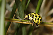 Photo of22-spot Ladybird (Psyllobora vigintiduopunctata). Photographer: 