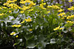 Photo ofMarsh-marigold (Caltha palustris). Photographer: 