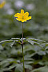 Flowering Yellow Anemone