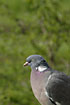 Portrait of a Wood Pigeon