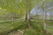 Creative image of a Beech forest 