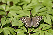 Speckled Wood resting on leaves of Wood Anemone