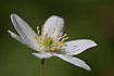 Flower of a Wood Anemone