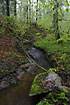 Small forest stream in a fresh green beech forest