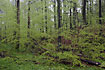 Beech forest in springtime