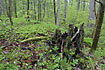 Forest floor in a beech forest