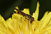 Photo of (Melanostoma scalare). Photographer: 