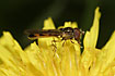 The hoverfly <em>Melanostoma scalare</em> on a dandelion flower