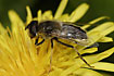 The hoverfly <em>Eristalis intricaria</em>