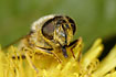The hoverfly <em>Eristalis intricaria</em> covered in pollen from a dandelion flower