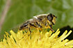 The hoverfly <em>Eristalis intricaria</em> covered in pollen from a dandlion flower