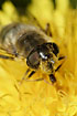 The hoverfly <em>Eristalis intricaria</em> collecting pollen from a dandelion flower