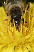 The hoverfly <em>Eristalis intricaria</em> with its head burried in a dandelion flower